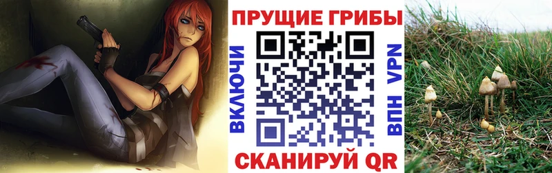 Псилоцибиновые грибы Psilocybe  Купить где  Бабушкин 